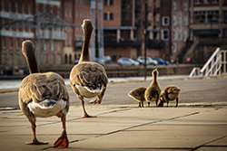 Geese in York