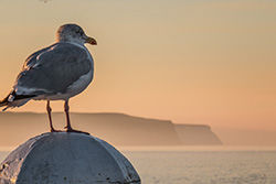 Seagull looking at cliffs in Whitby