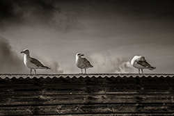 Three seagulls
